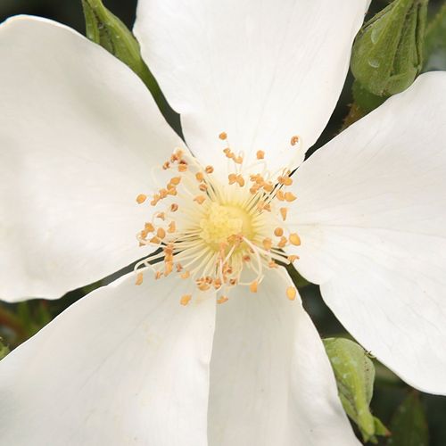 Rosa Escimo® - fără parfum - Trandafir copac cu trunchi înalt - cu flori mărunți - alb - Wilhelm Kordes III. - coroană curgătoare - ,-